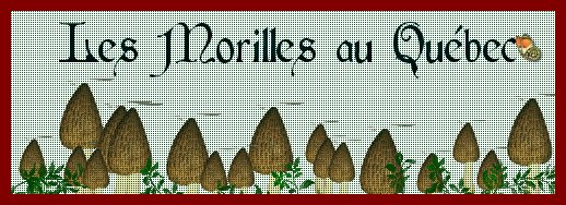 Morilles